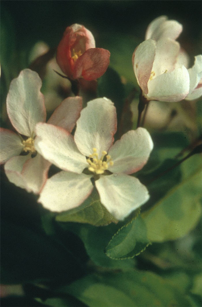 Plant photo of: Malus X  arnoldiana