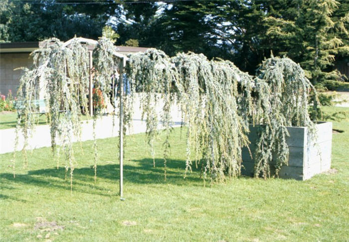 Plant photo of: Cedrus atlantica 'Pendula'