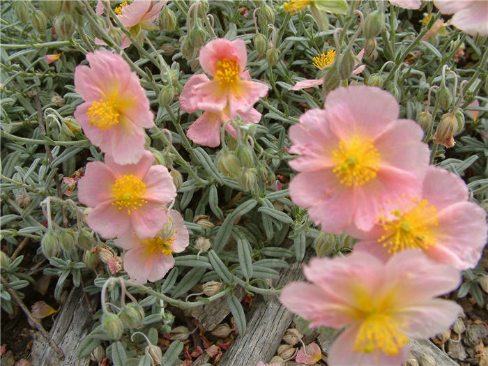 Plant photo of: Helianthemum nummularium 'Wisley Pink'