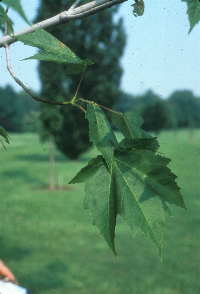 Plant photo of: Acer rubrum 'Scanlon'