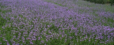 Plant photo of: Caryopteris X clandonensis