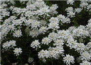 Evergreen Candytuft