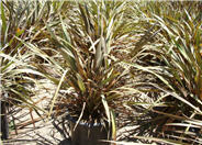 Red Leaf New Zealand Flax