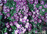 Sweet Alyssum