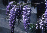 Cooke's Purple Chinese Wisteria