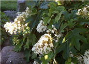 Dwarf Oakleaf Hydrangea