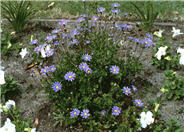 Blue Marguerite, Blue Felicia Daisy