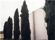 Italian Cypress