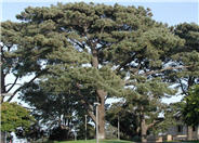 Torrey Pine