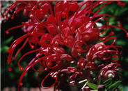 Grevillea Canberra Gem