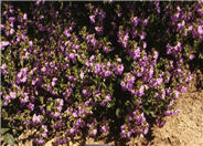 Mauve Clusters Fan Flower