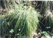 California Fescue