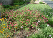 Red Star Texas or Autumn Sage