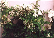 Scarlet Pyracantha