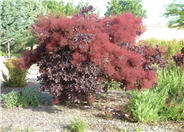 Purple Smoke Tree