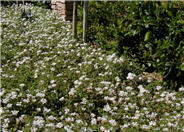 White Trailing Lantana