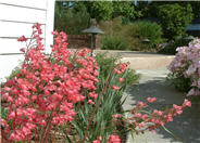 Spangles Coral Bells