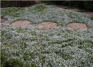 Blue Star Creeper, Isotoma