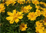 Double Sunburst Coreopsis