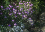 Pincushion Flower