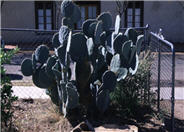 Silver Dollar, Giant Prickly Pear C