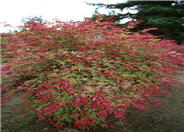 Shalina Japanese Maple