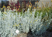 Dusty Miller Shrub