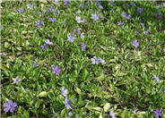 Dwarf Vinca or Periwinkle