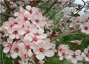 Krauter Vesuvius Flowering Plum