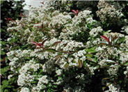 Fraser Photinia