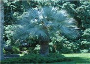 Blue Fan Palm