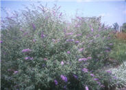 Butterfly Bush