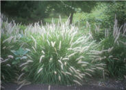 Chinese Fountain Grass