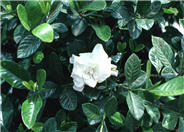 Veitch Jasmine