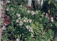 Alstroemaria, Peruvian Lily hybrid