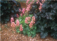 Coral Bells