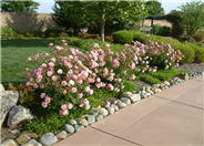 Meidiland Varieties Rose selections