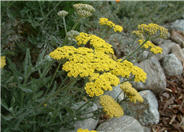 Cloth of Gold Yarrow