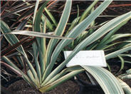 Tricolor Mountain Flax