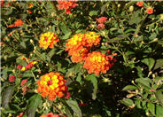 Radiation Bush Lantana