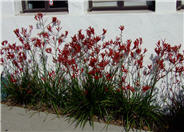 Kangaroo Paw Selection