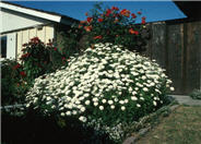 White Lady Marguerite