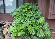 Japanese Aralia