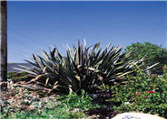 New Zealand Flax, Purple