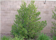 CompactLaurel Cherry