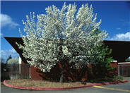 Evergreen Pear,  Flowering Pear