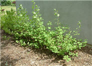 Red Flowering Currant