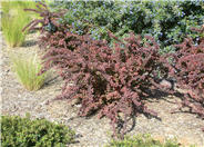 Red-Leaf Japanese Barberry