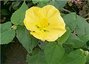 Flowering Maple